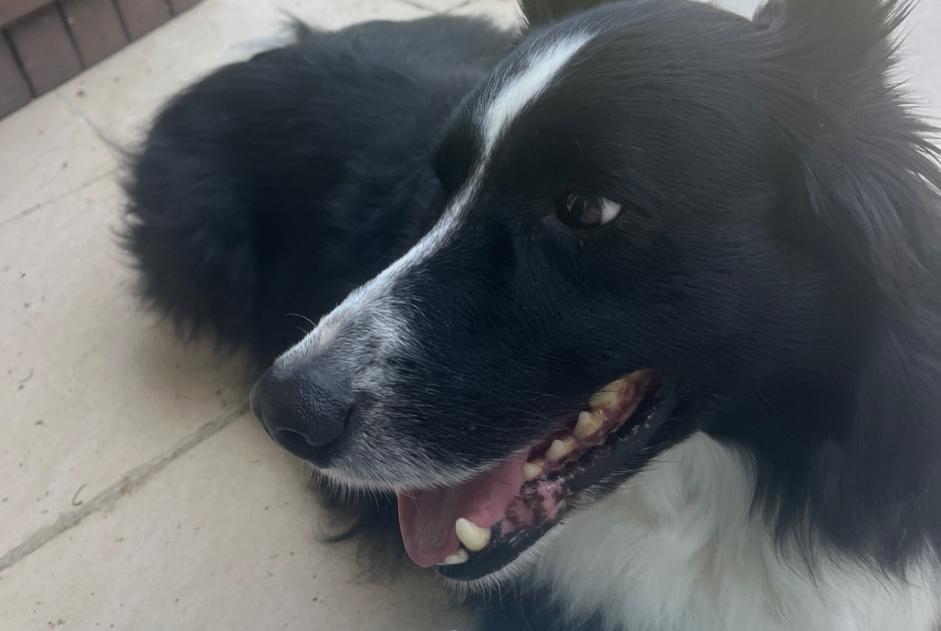 Fundmeldung Hund Unbekannt Fonsorbes Frankreich Fundmeldung Hund Unbekannt Fonsorbes Frankreich