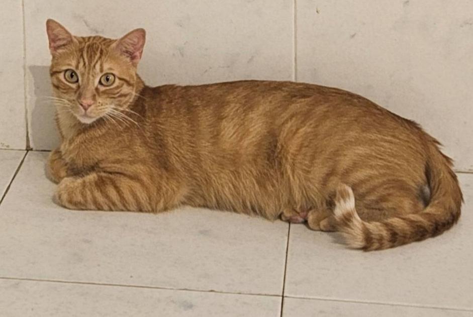 Vermisstmeldung Katze  Männliche , 3 jahre Calahorra Spanien