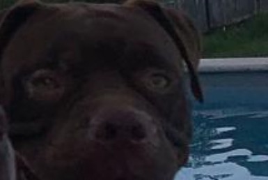 Verdwijningsalarm Hond  Vrouwtje , 3 jaar Macouria Frankrijk